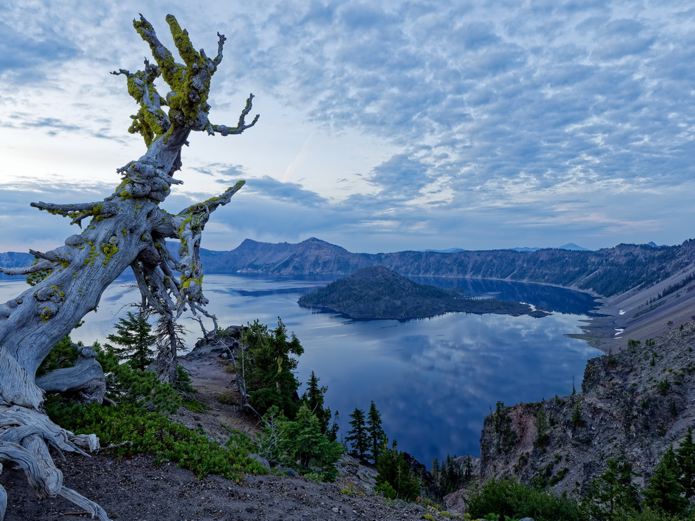 Above: The Whitebark Pine just after sunrise
