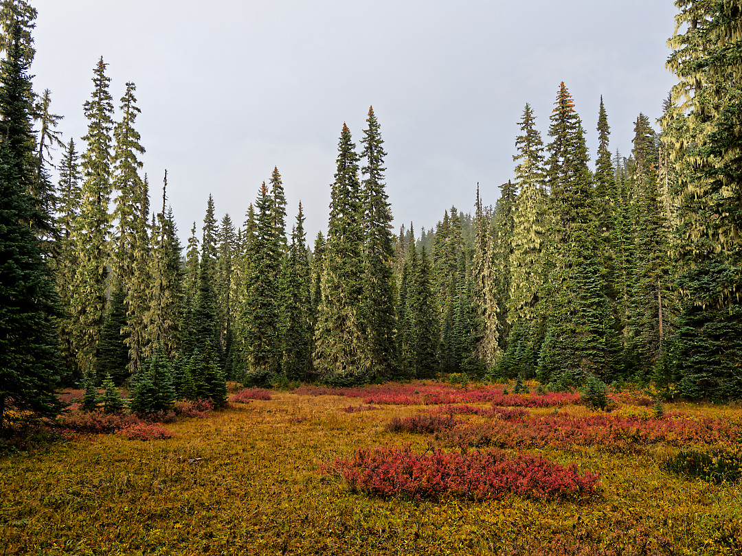 Above: Another area in the previous meadow after some fog lifted.