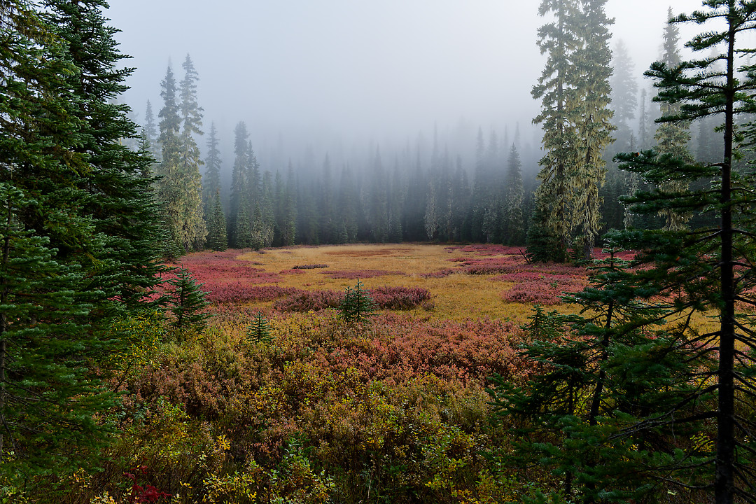 Above: Another meadow just a ways up the road sporting some color.