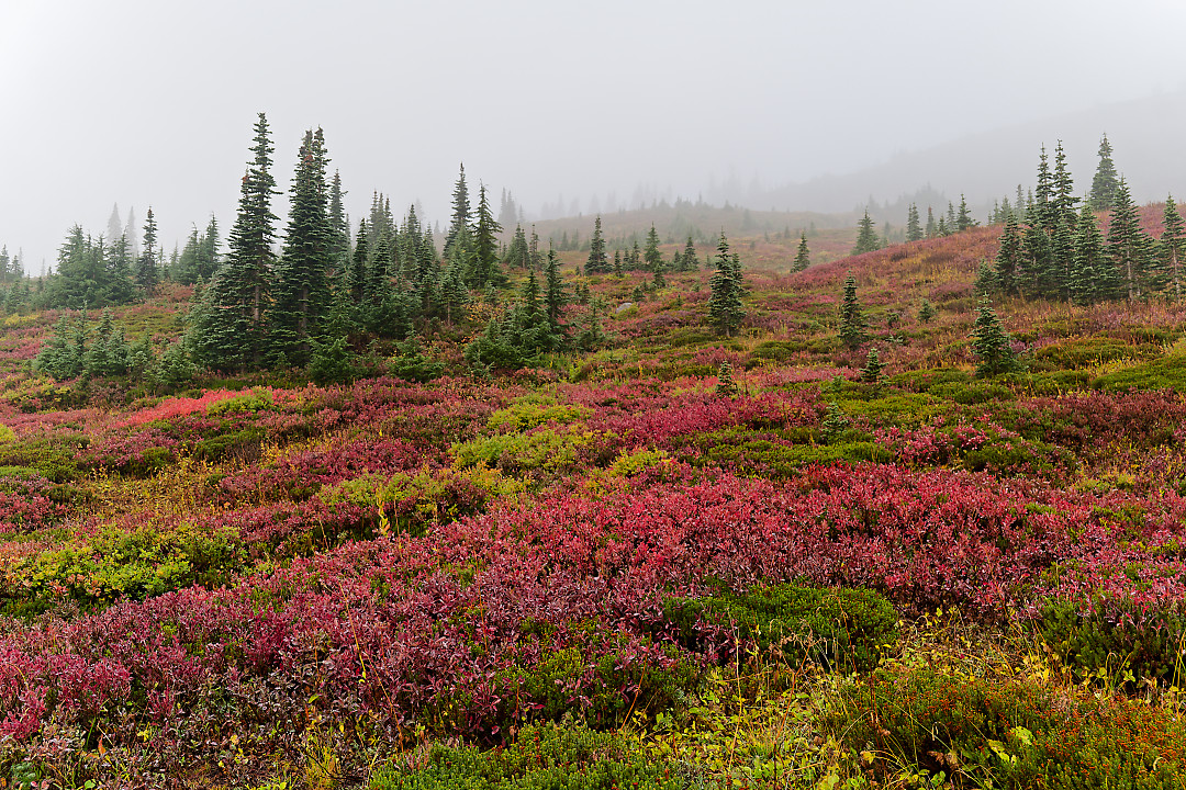 Above: Fall color at Paradise.