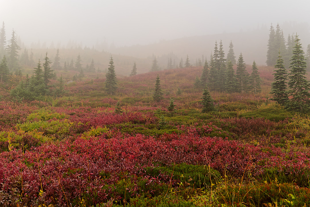 Above:  Dense fog at Paradise.