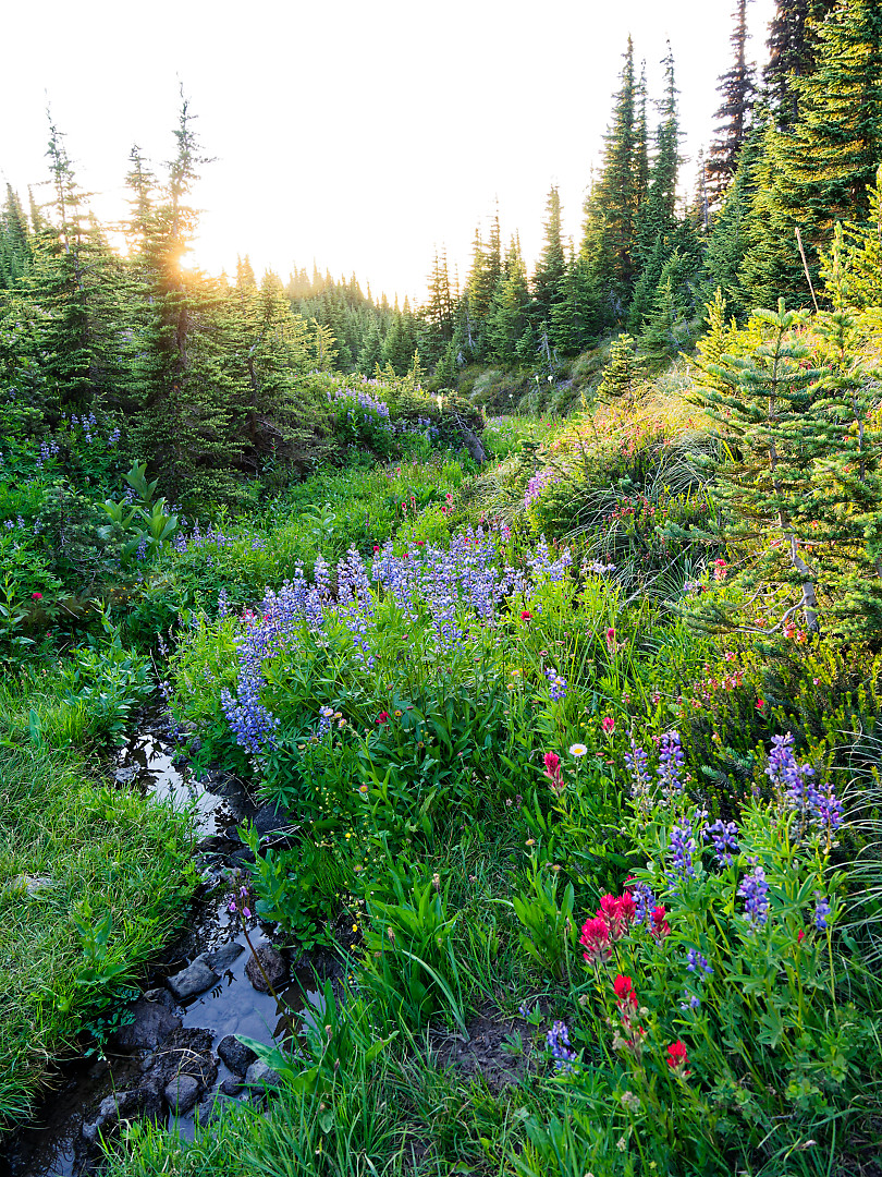 Above: Wildflowers and a small creek onthe slopes of Hood.