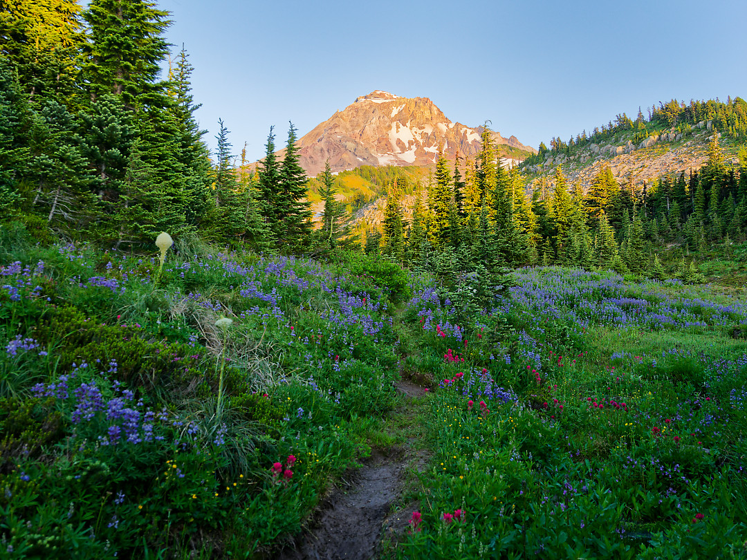 Above: Wildflowers in a small meadow just below the tree line on Mount Hood.