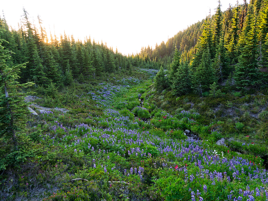 Above: Wildflowers lining a stream flowing down the slopes of Mount Hood.