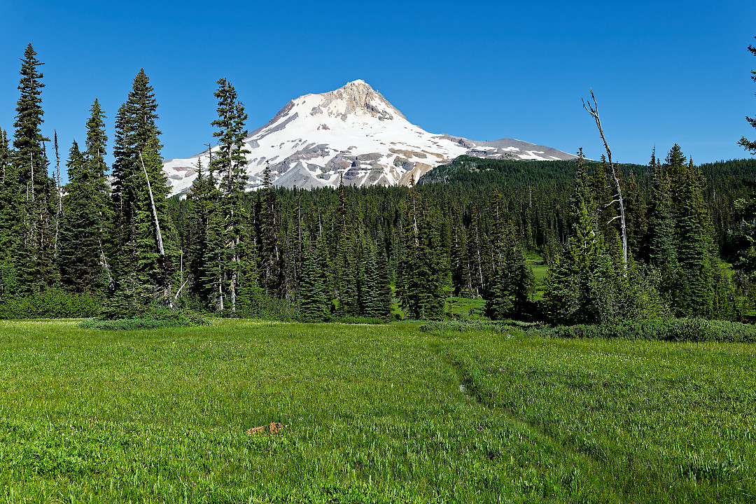 Above: Elks Meadows on the Eastern slopes of Mount Hood.
