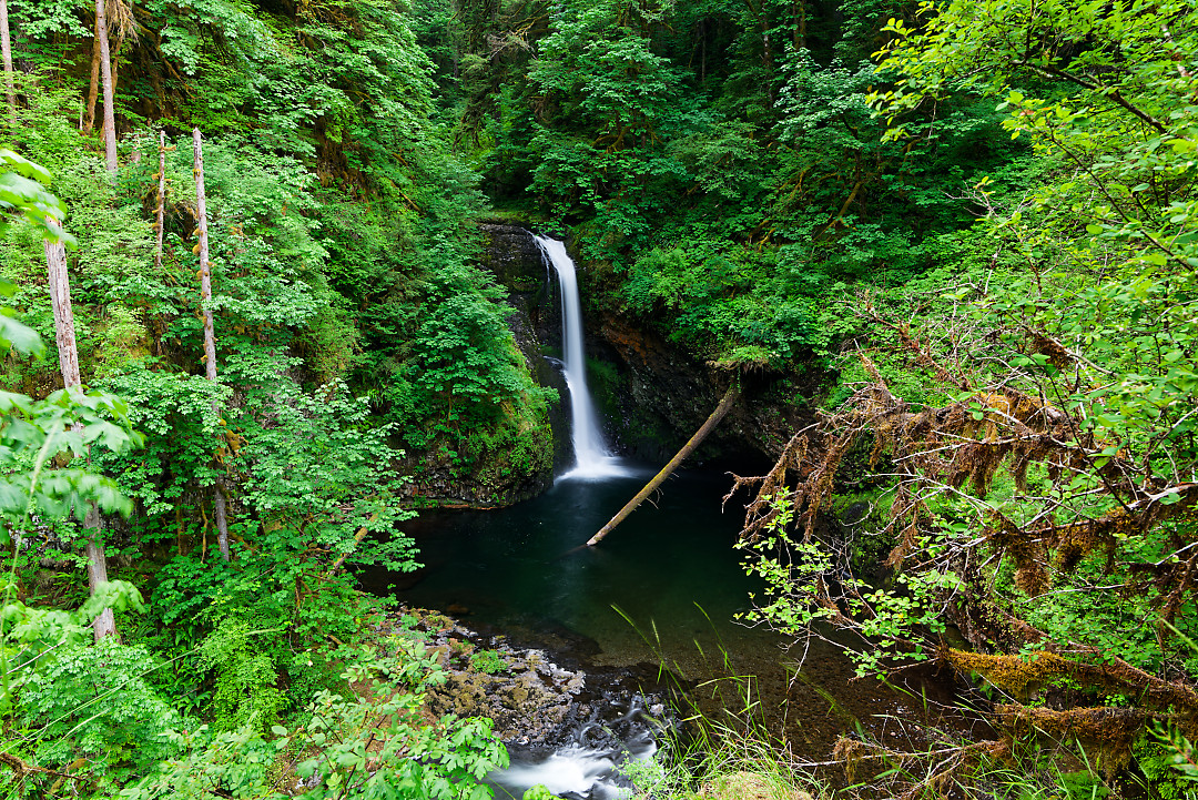 Above: Lower Butte Creek Falls. Hoping to get back here in Autumn for some color. Actually 78 Feet tall, this is a fairly good size waterfall. The photo is deceiving as the trees around it are massive.