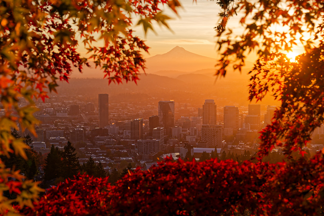 Above: Portland framed by the leaves of a maple tree and bathed in golden light.