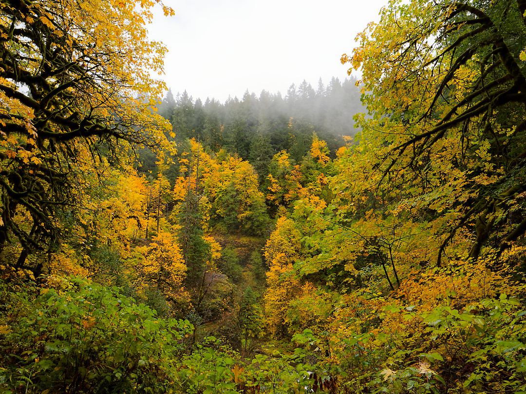 Above: Yellow Big Leaf Maples