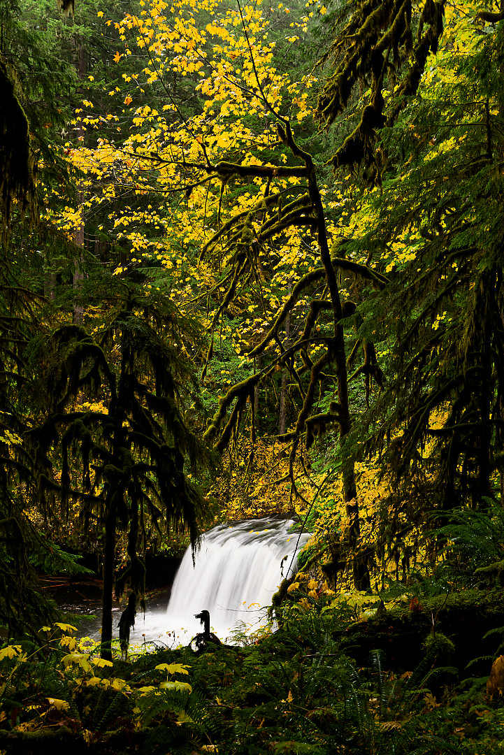 Above: Butte Creek Falls looking moody.
