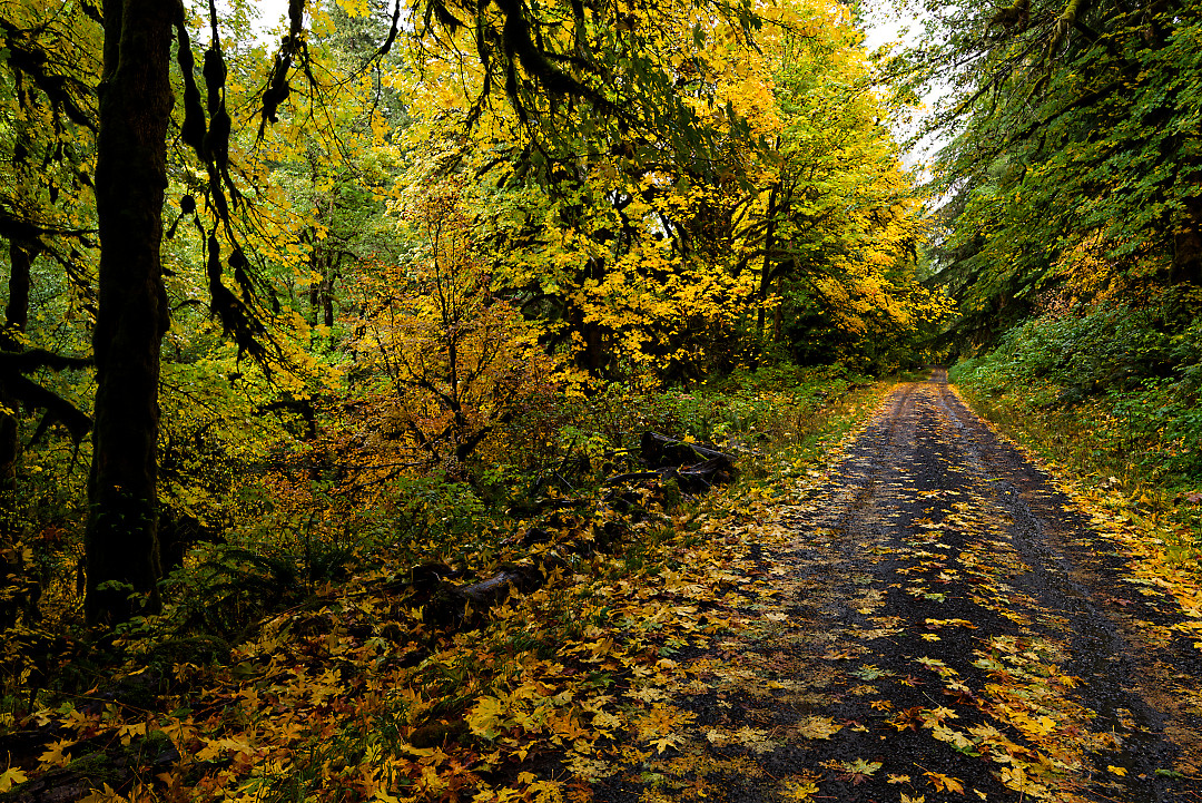 Above: Forest Service Road near Butte Creek